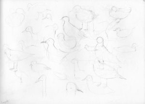 Sea gull sketches